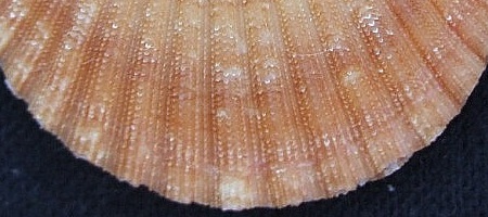 Lindapecten exasperatus